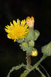 Spiney sowthistle